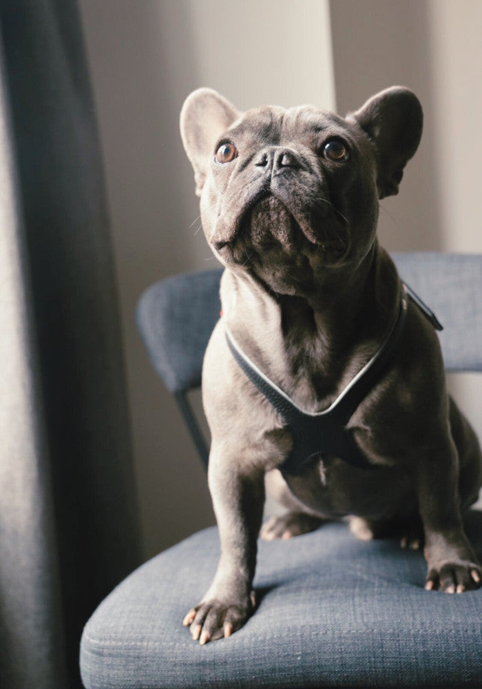 Luxury Black Knight Leather Leash