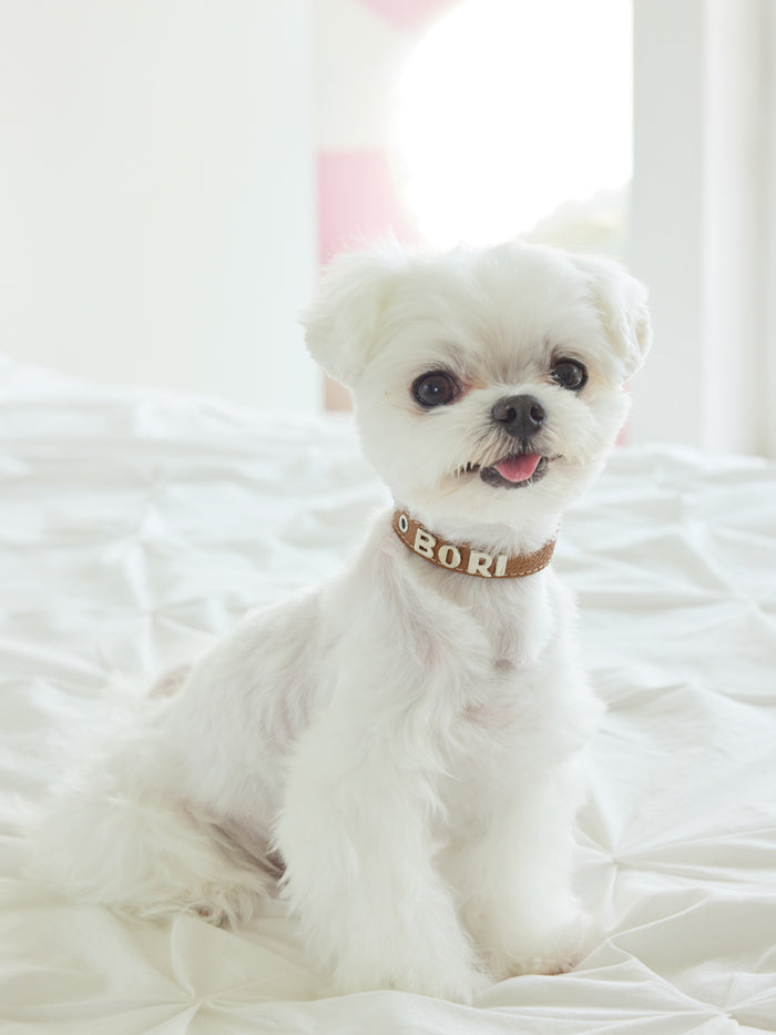 Premium Caramel Collar