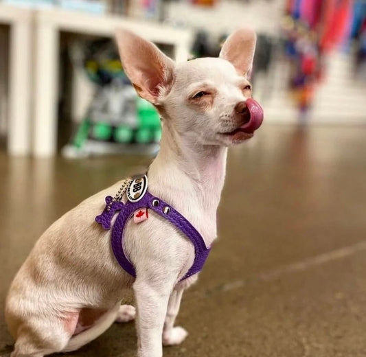 Luxury Ultra Violet Harness