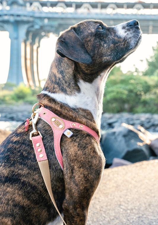 Elite Coral Dream Harness