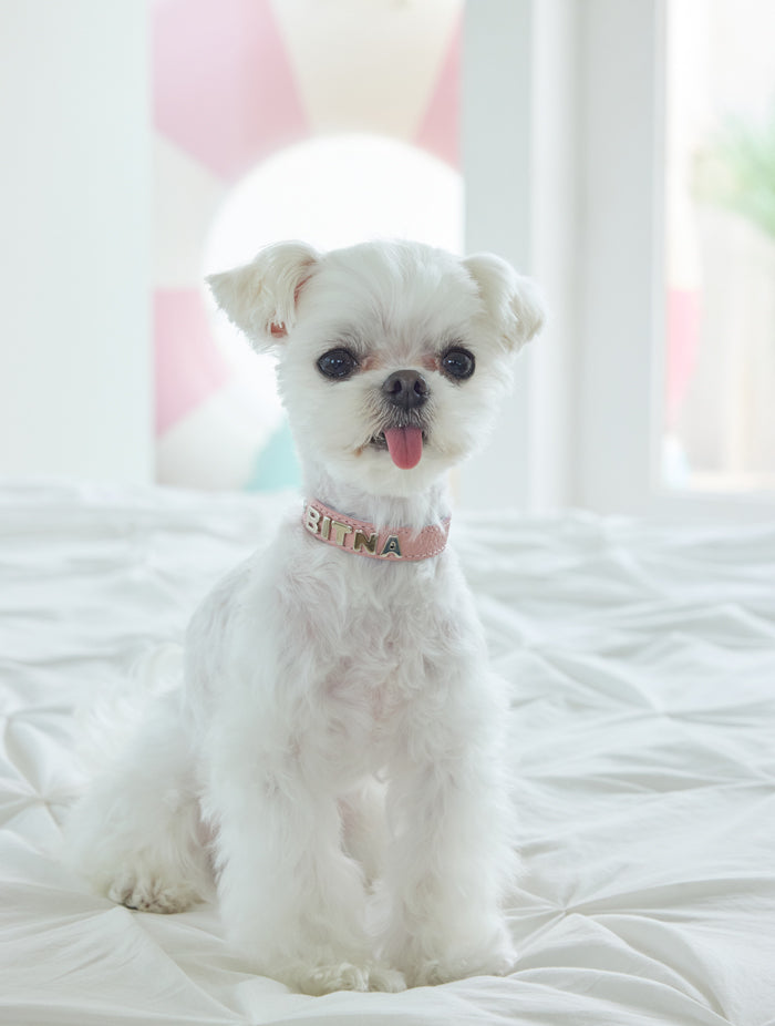 Premium Pink Collar
