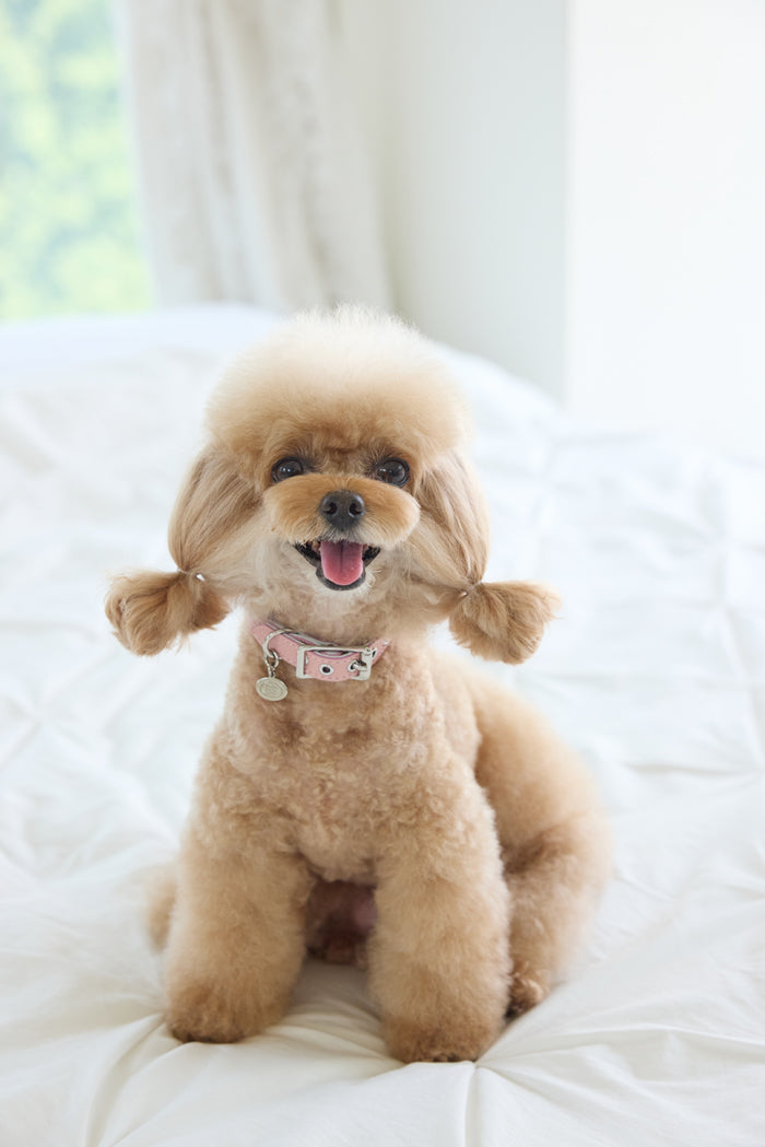 Premium Pink Collar