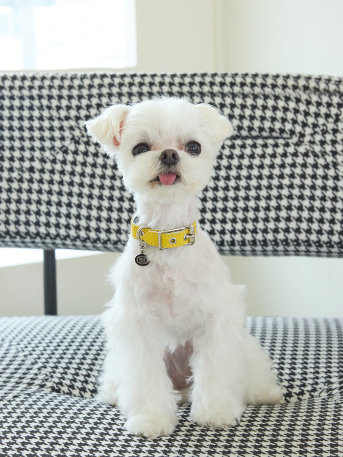 Luxury Canary Collar