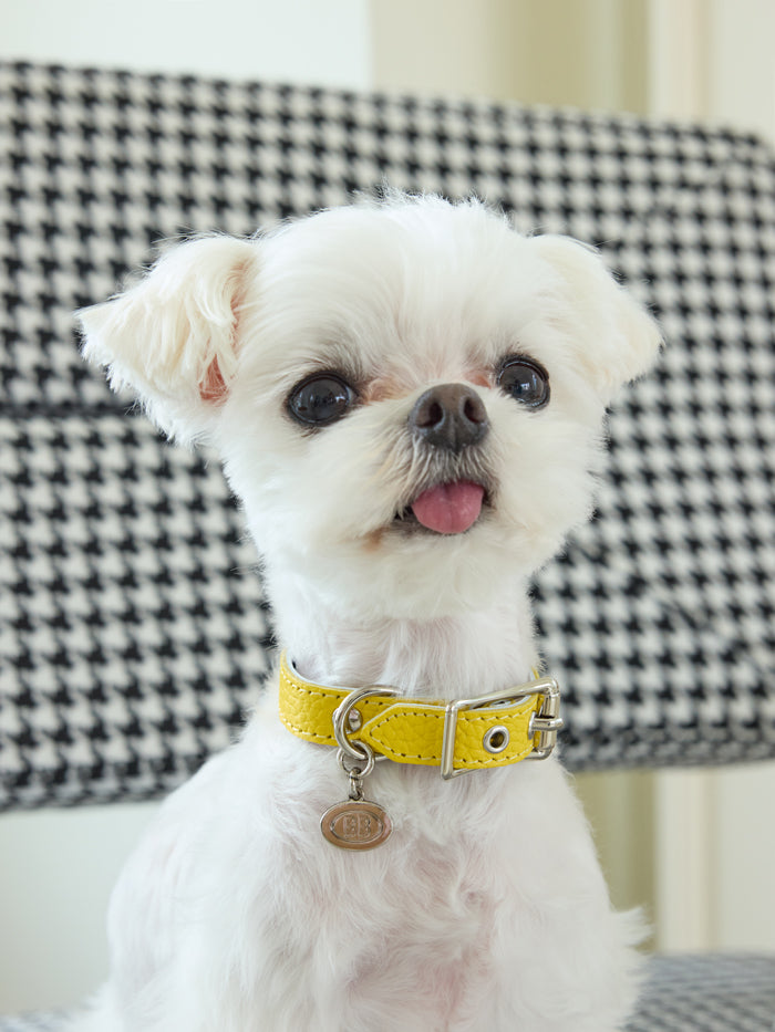 Luxury Canary Collar