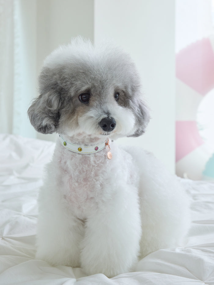 Elite Rainbow Collar