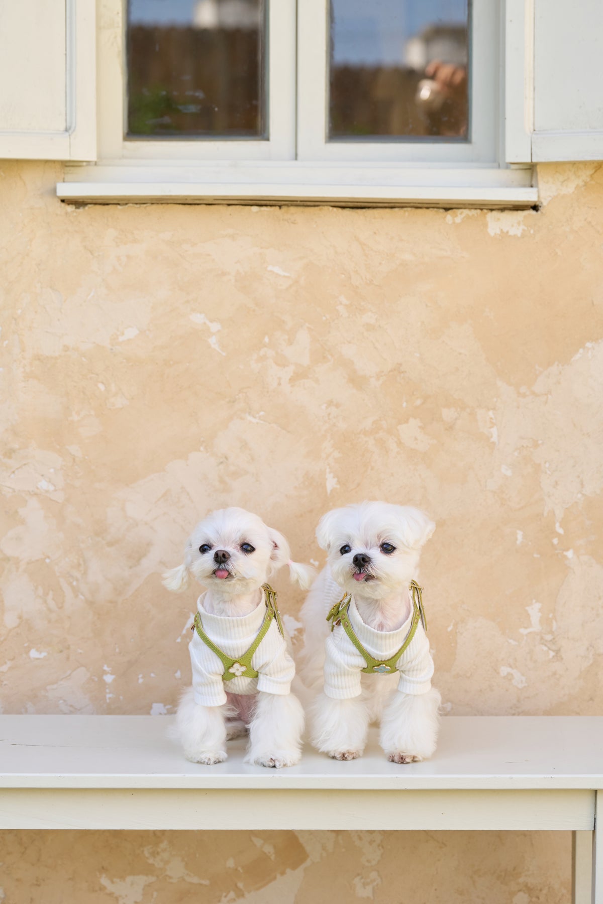 Luxury Pistachio Harness