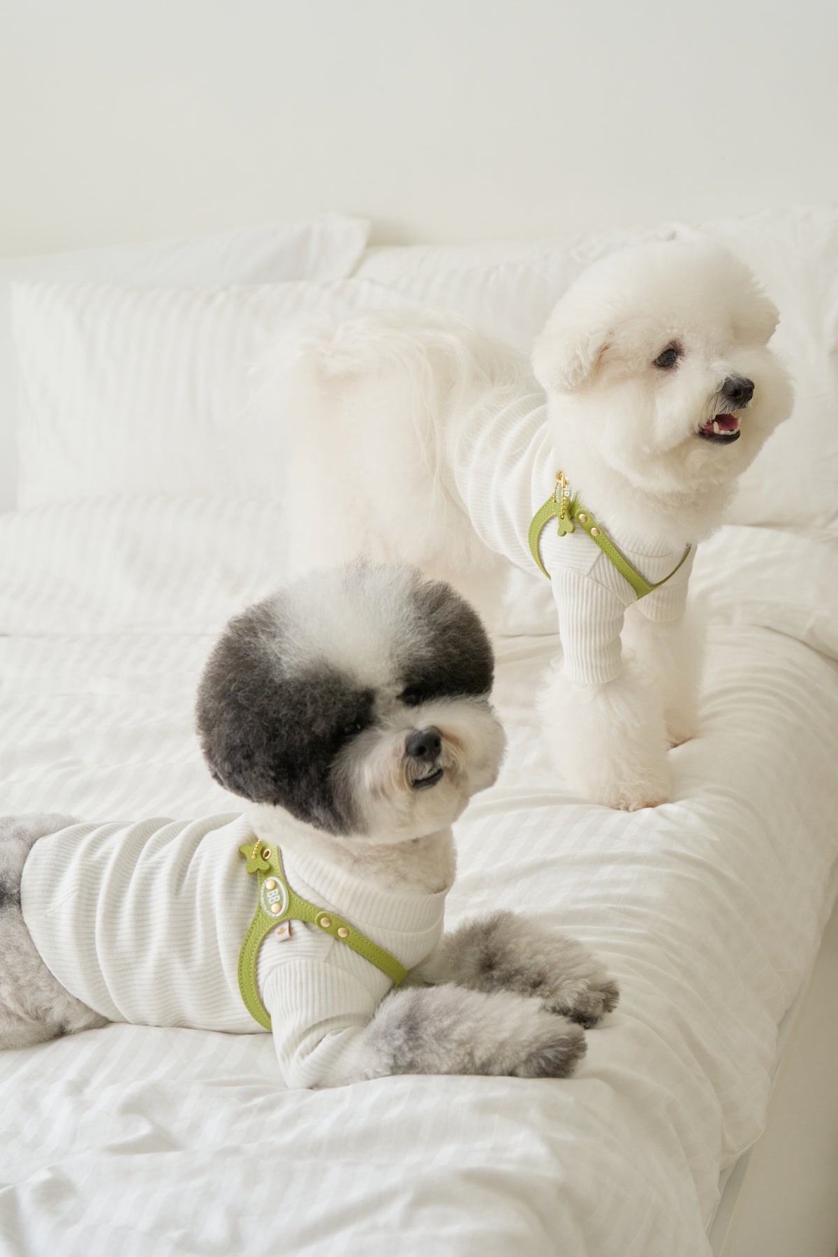 Luxury Pistachio Harness