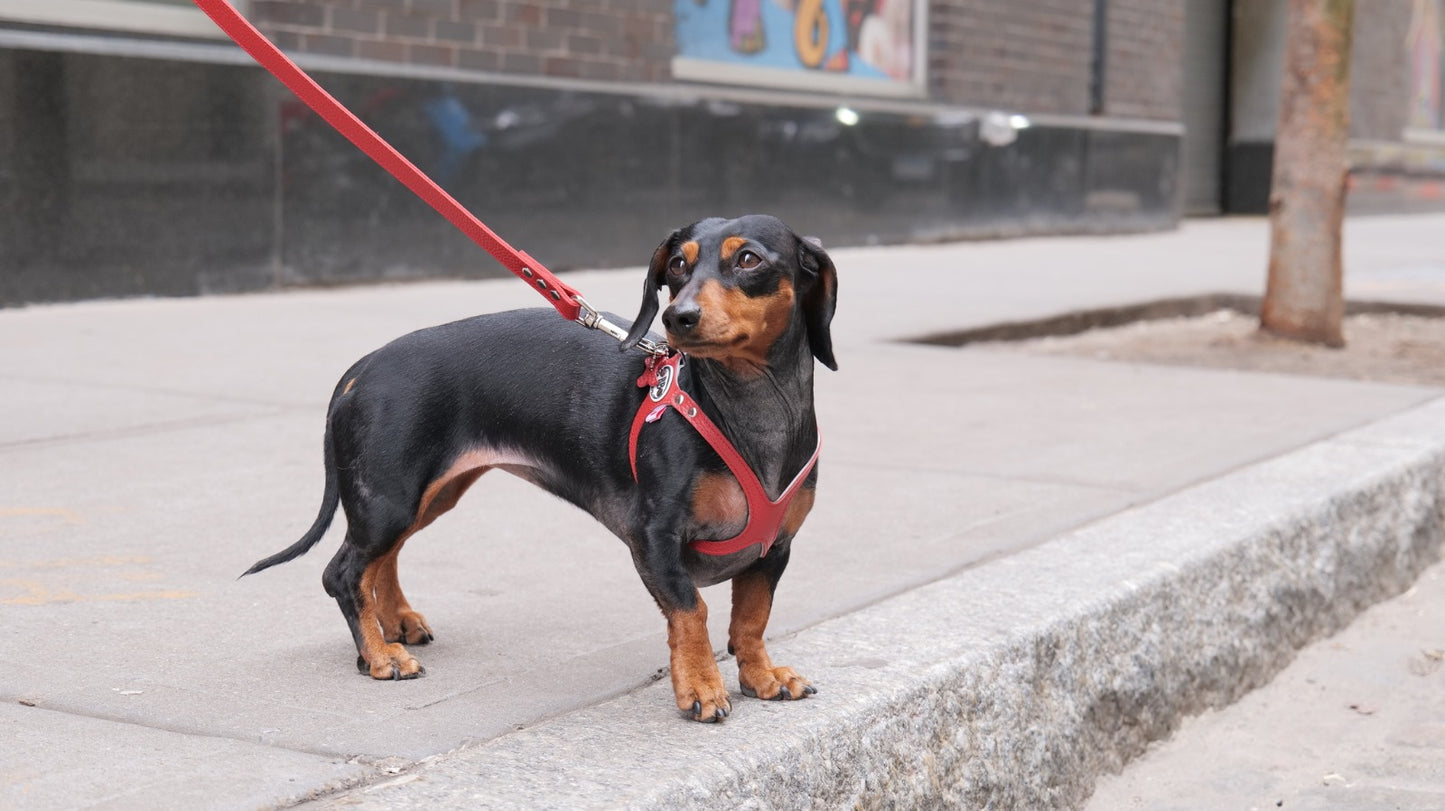 Premium Red Harness