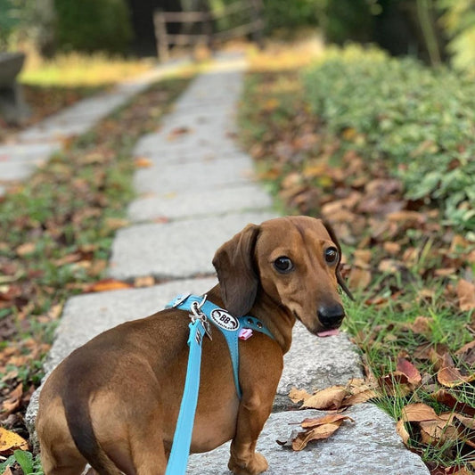 Premium Blue Leather Leash