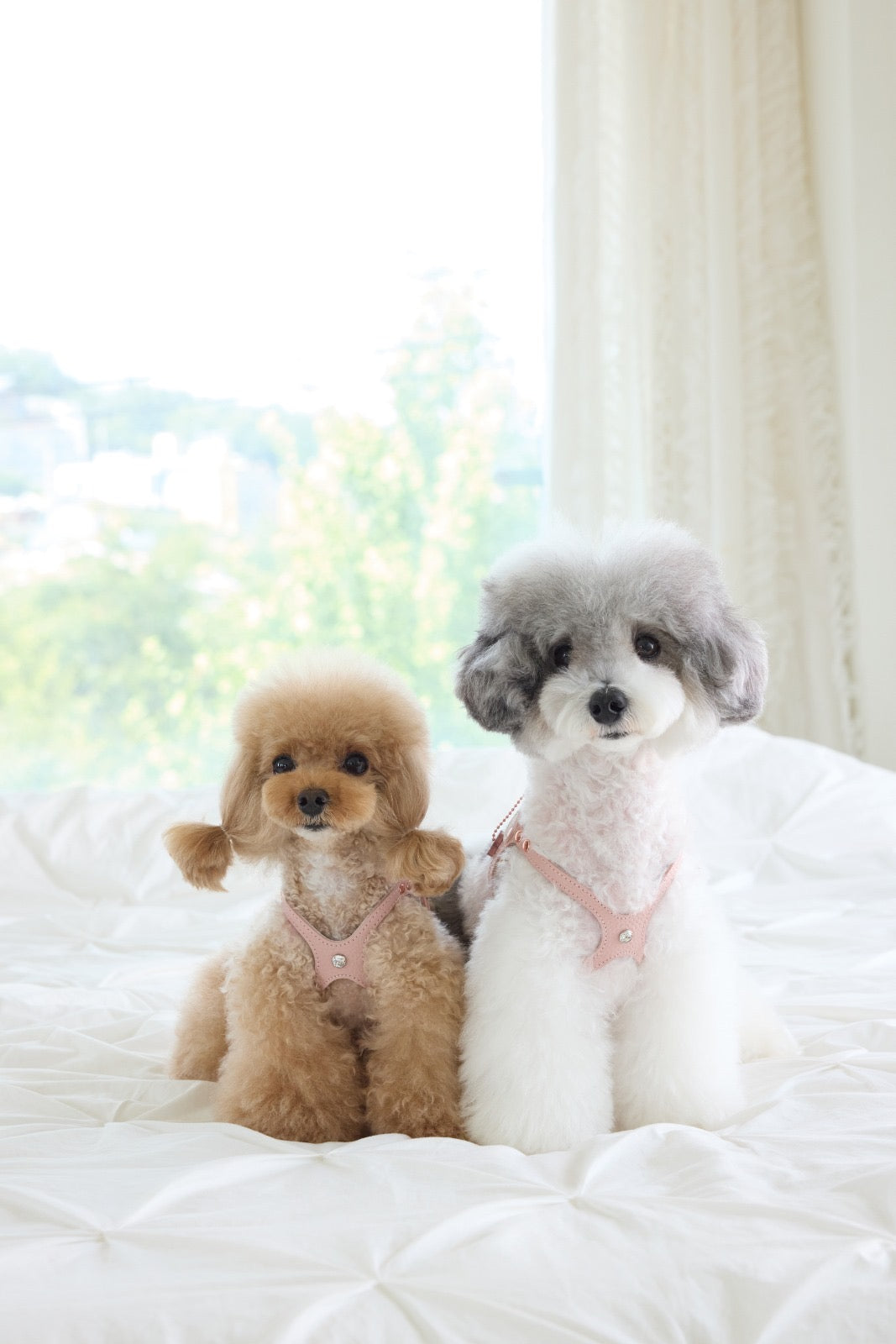 Luxury Blush Harness